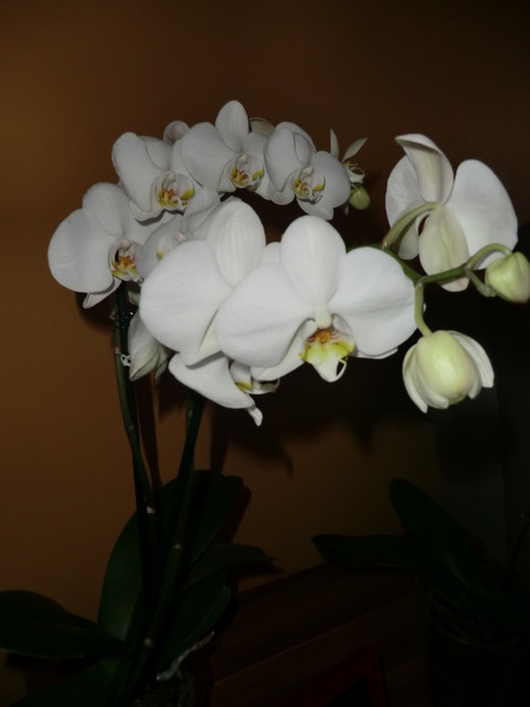 Phalaenopsis <3
